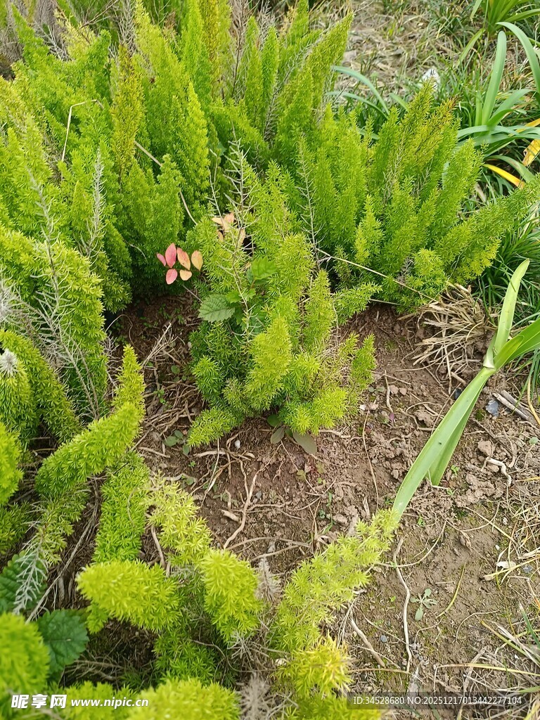 翠绿丛生植物景观