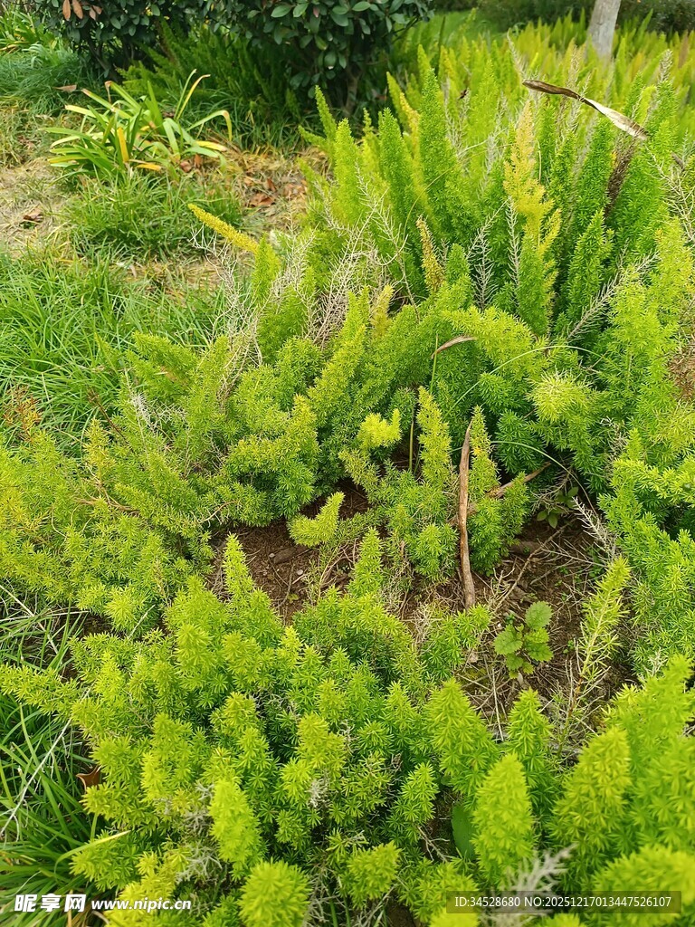 翠绿繁茂的多样绿植景观