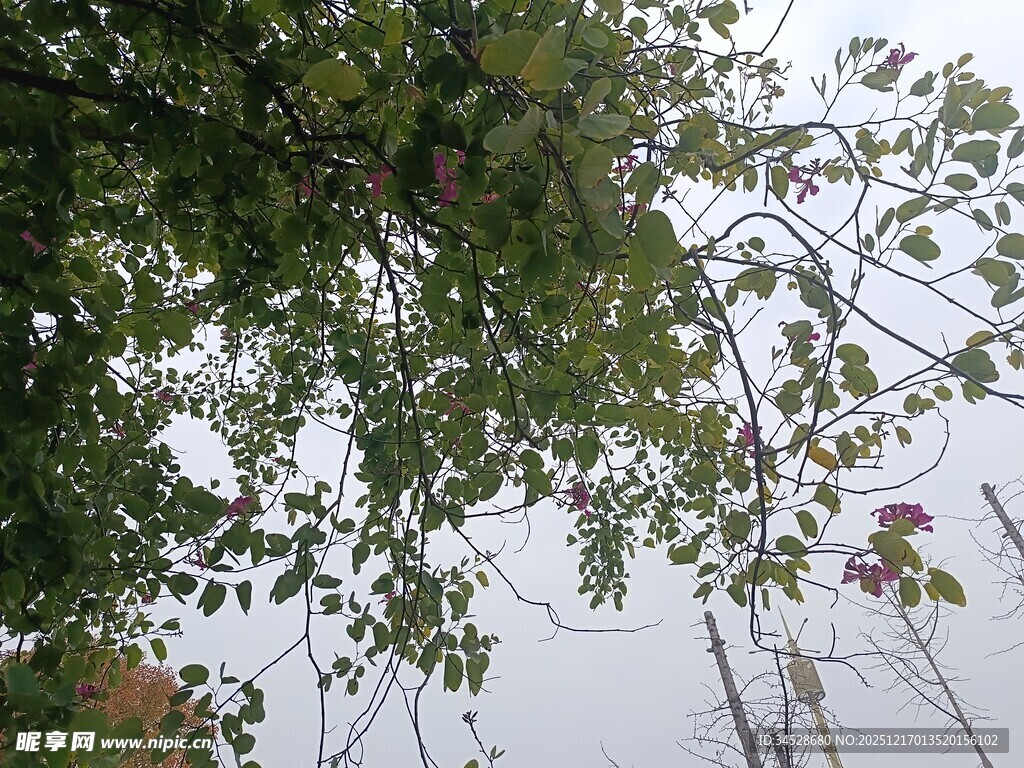 枝头绿叶与天空