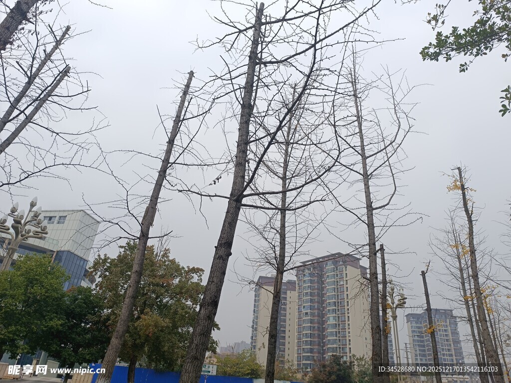 冬日枯树与远处高楼景象