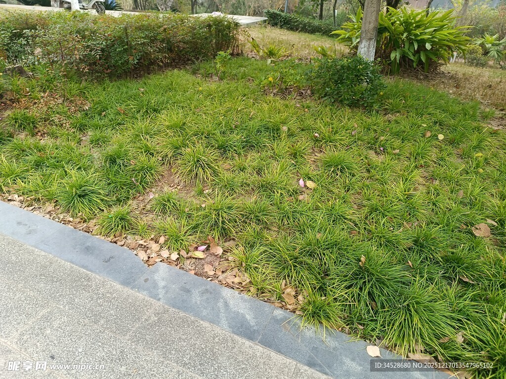 路边绿意盎然的草地景观