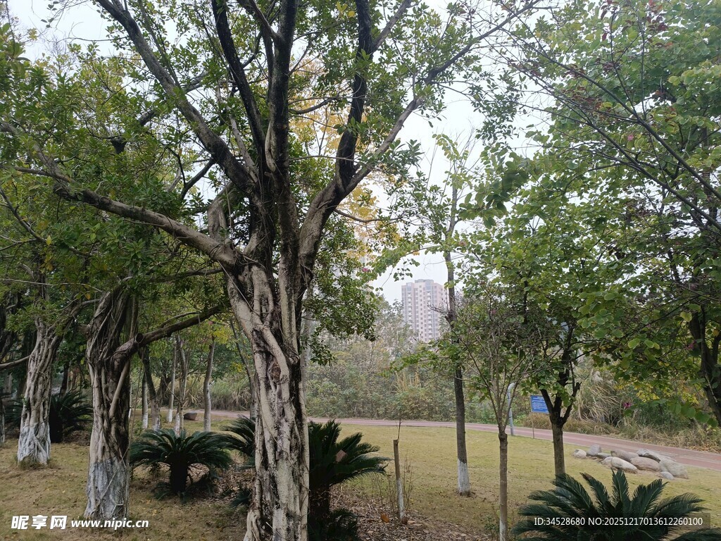 公园内的树木与休憩场景