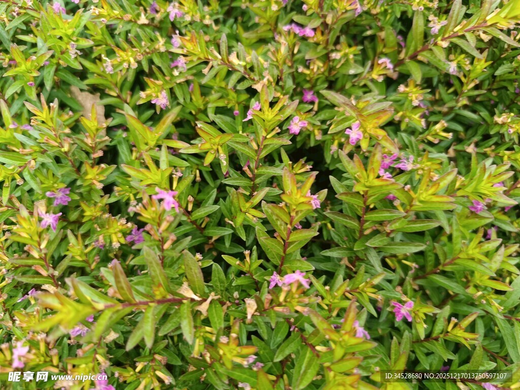 绿叶丛中的紫色小花