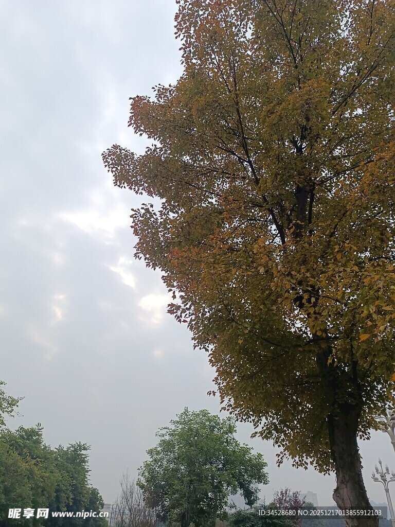 秋日路旁黄叶繁茂的树