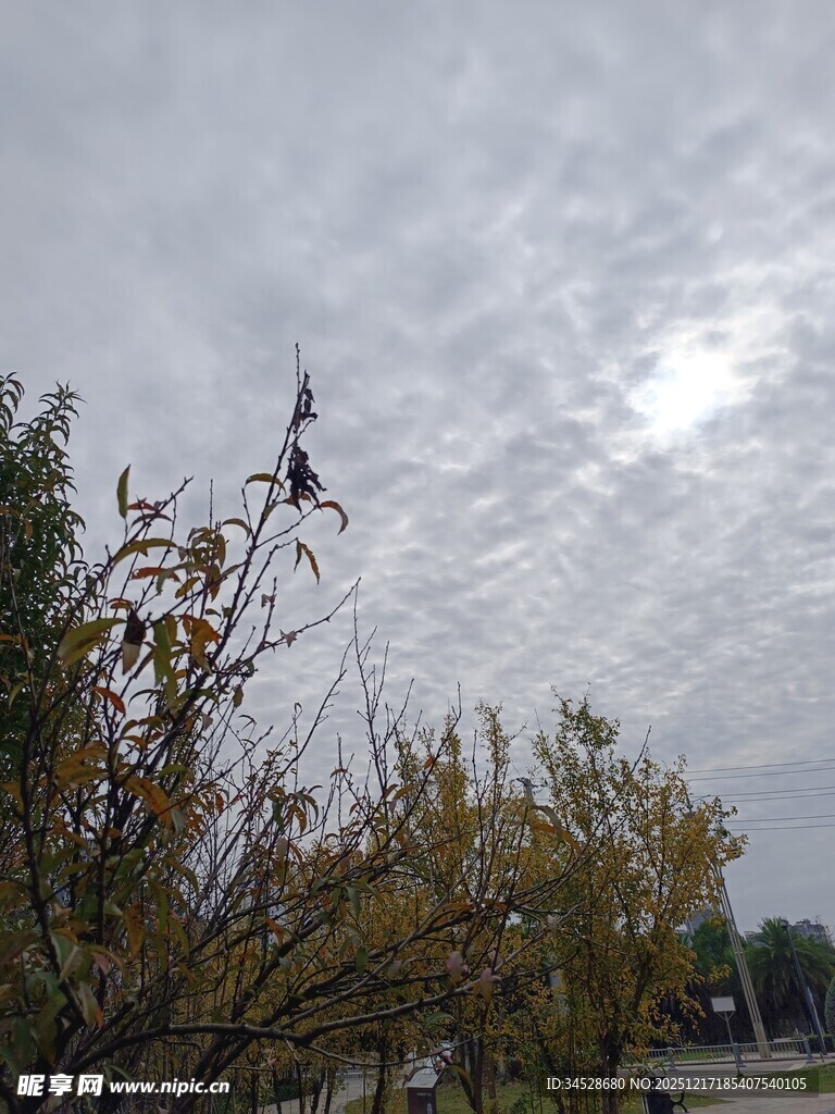 秋日树梢上的天空景象