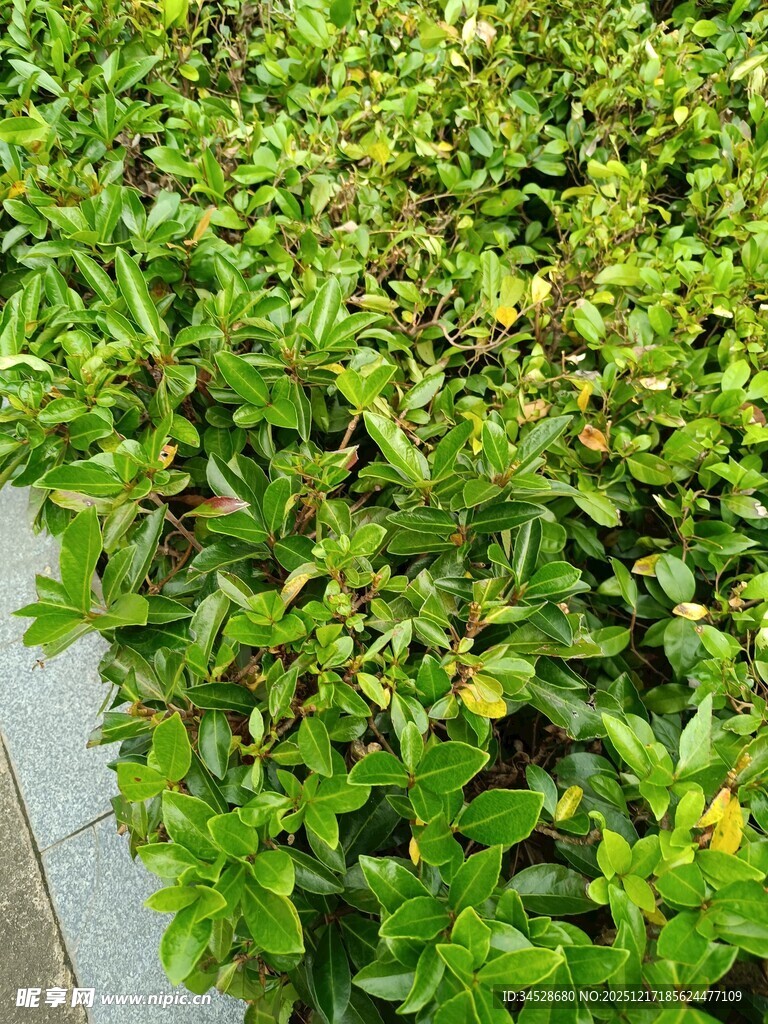 翠绿繁茂的低矮绿植景观