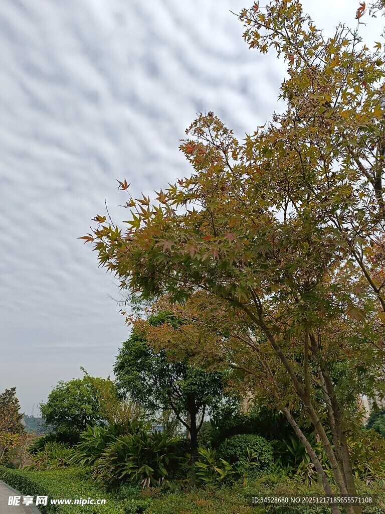 秋日树林中的自然景致