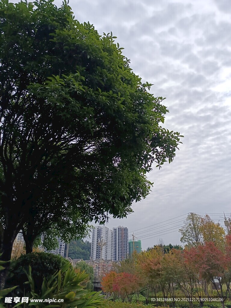 城市中葱郁树木与多彩景致