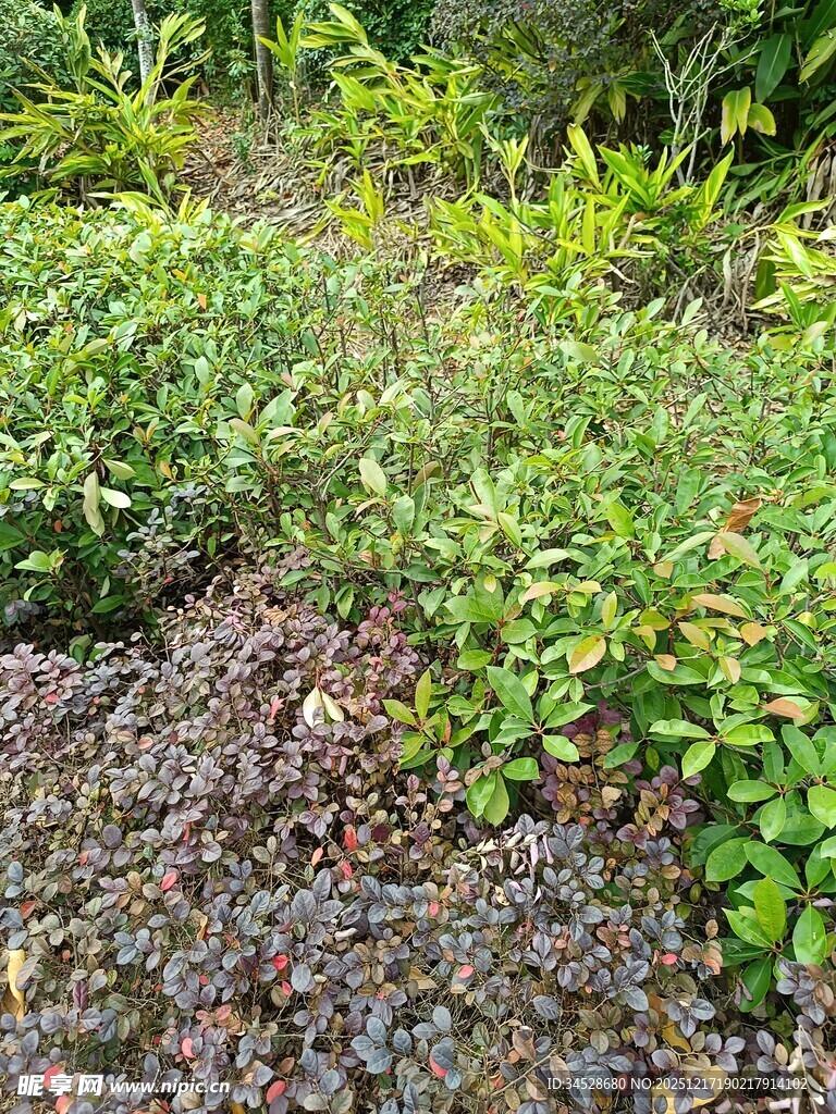 野外繁茂的多样植物景观