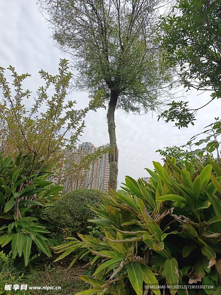 户外绿植景观中的挺拔树木