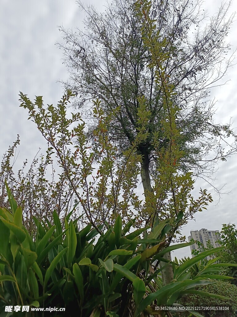庭院中的绿植与繁花