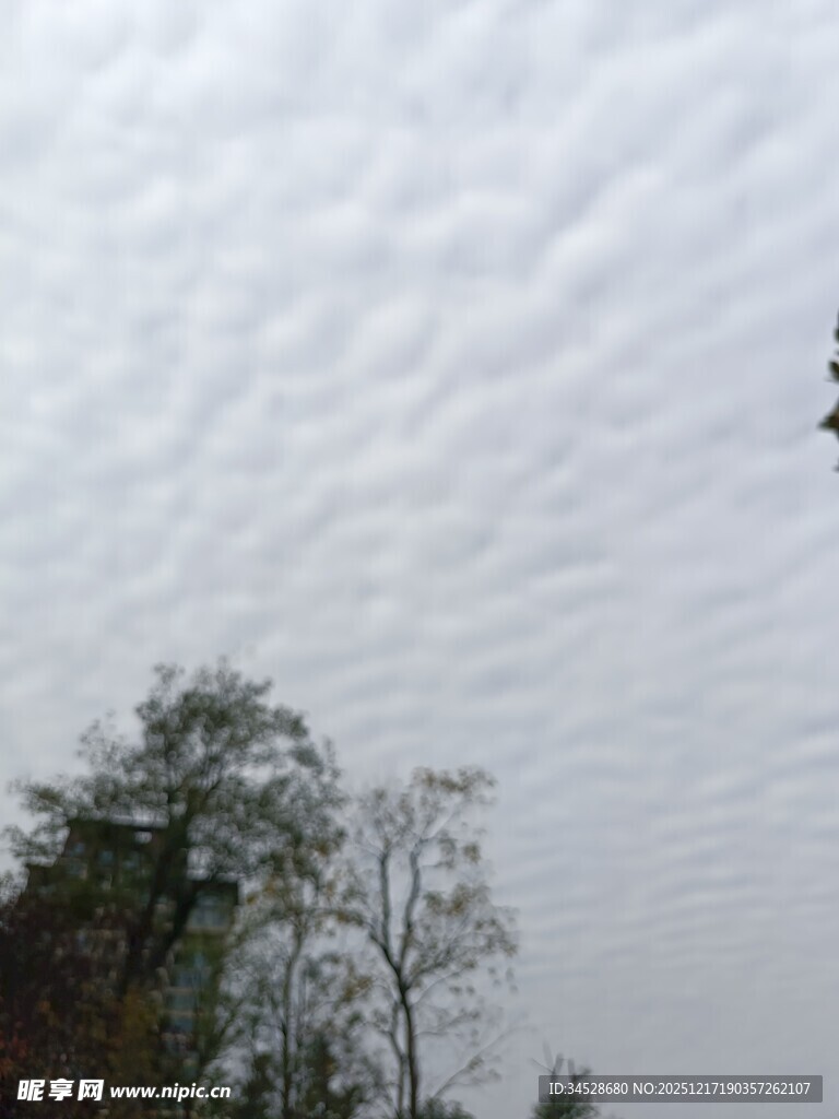 天空中云层与树梢景象