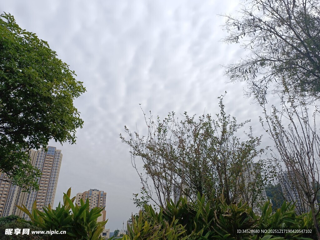 城市中的绿植与天空景观