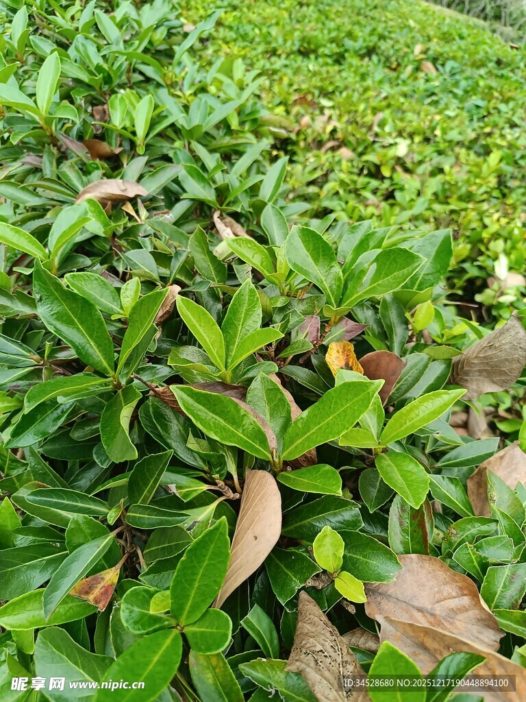 翠绿茶园叶片生机盎然