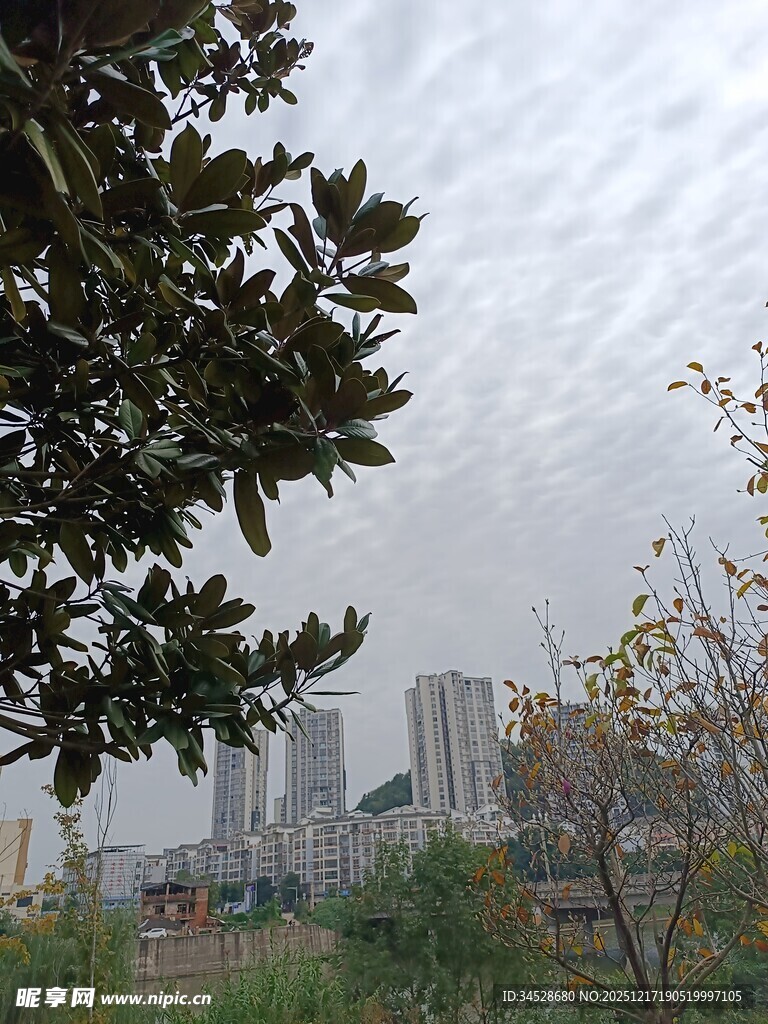 城市远景与枝叶景观