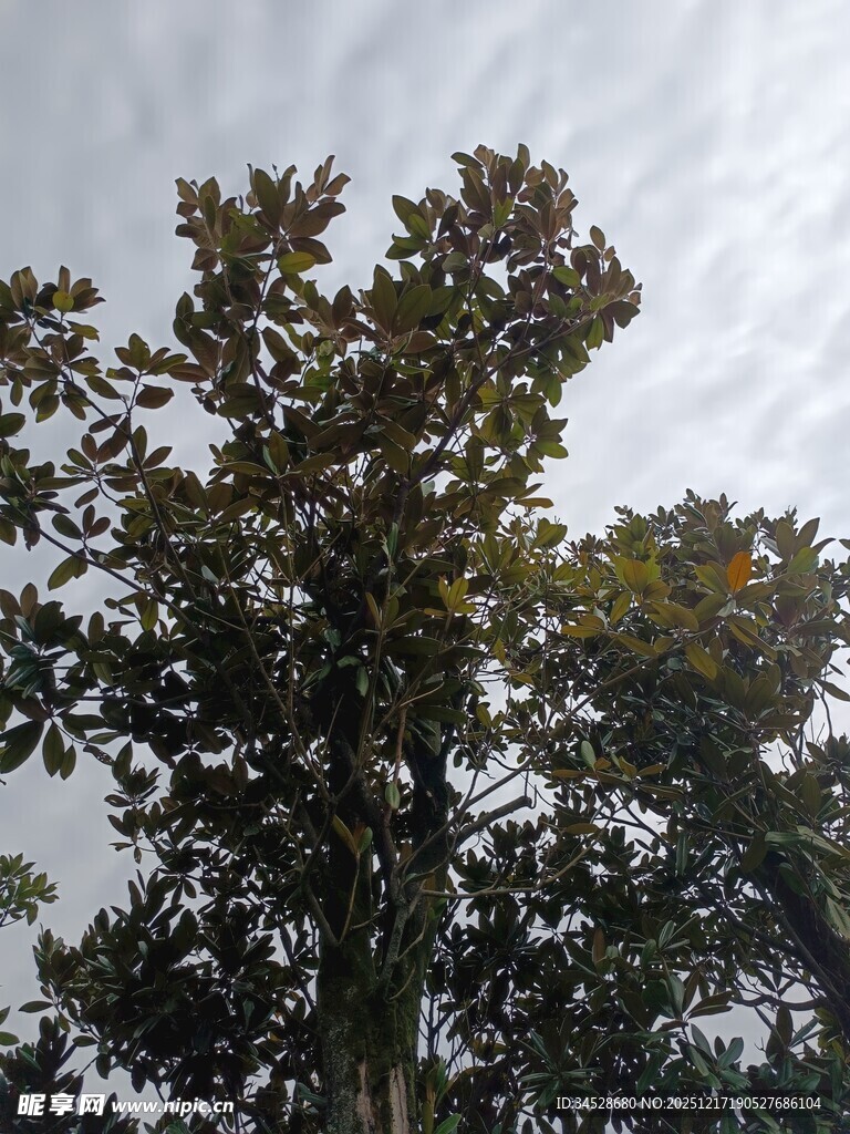 枝叶繁茂的树木