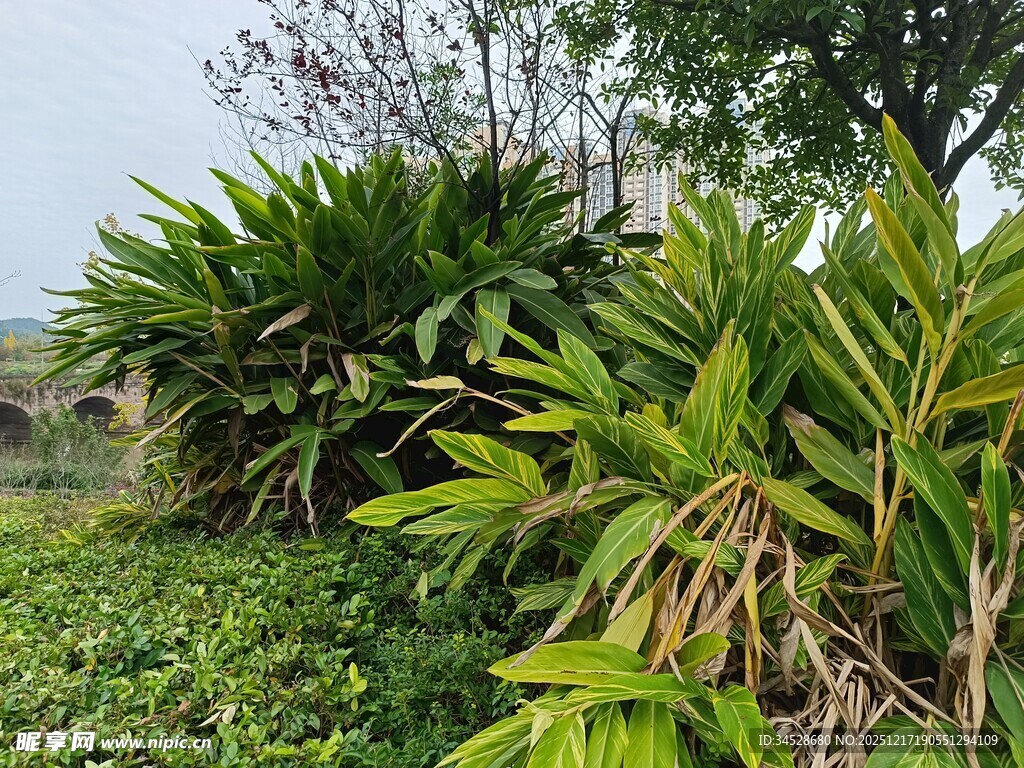 野外繁茂的绿色植物景观