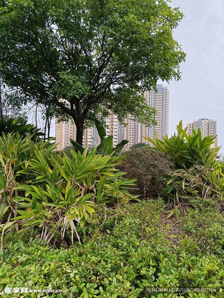 城市中的绿意盎然景观