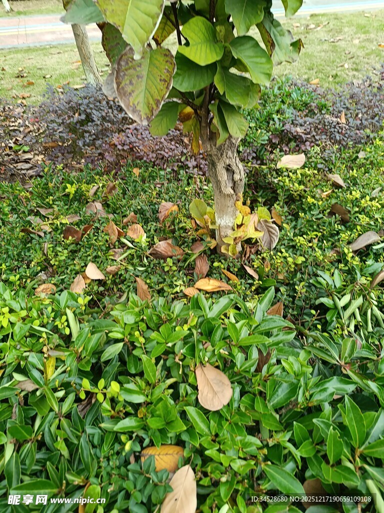 绿叶丛中的果树景象