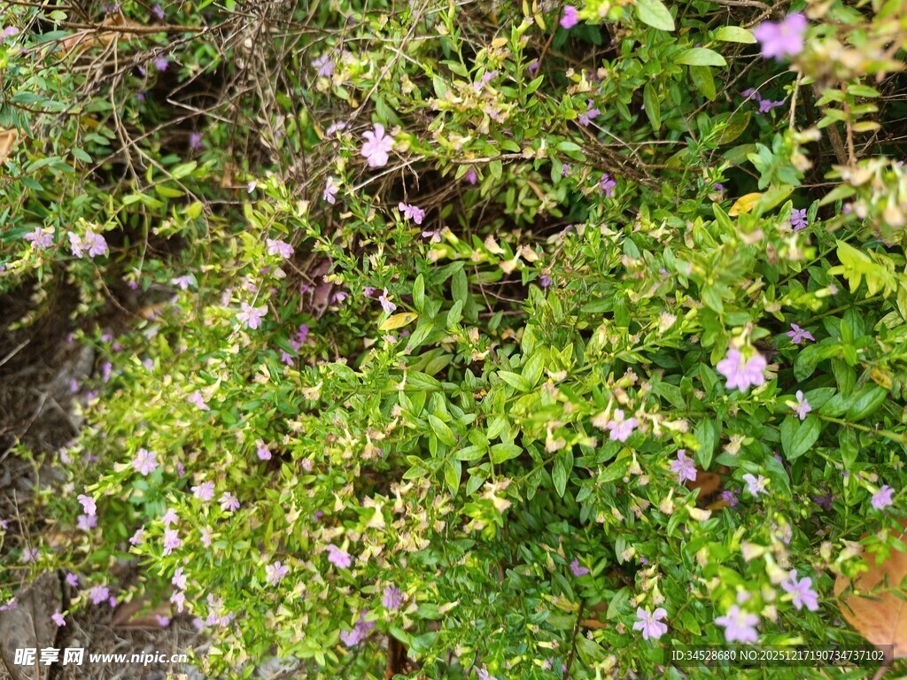 绿叶丛中绽放的紫色小花