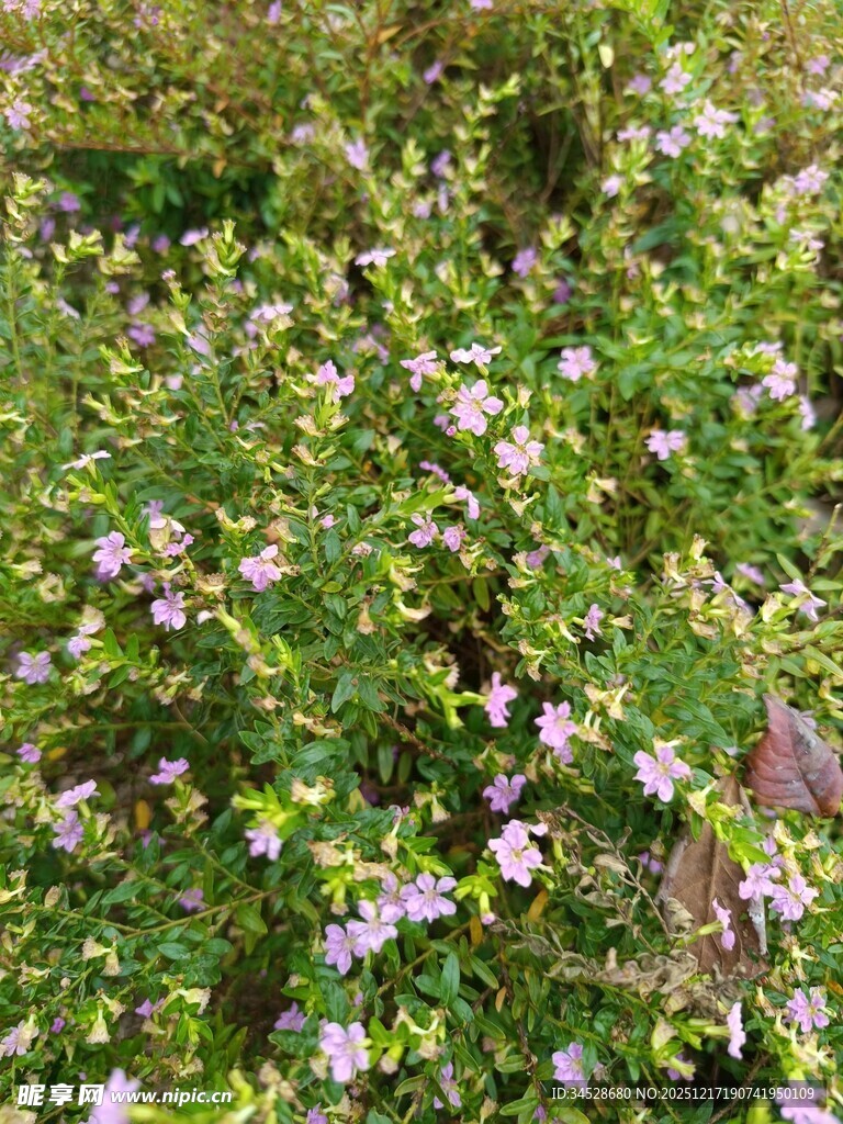 繁茂花丛中的粉嫩小花