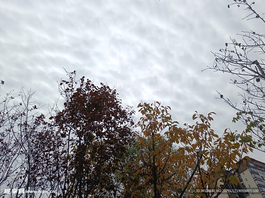 秋日树梢上的多彩景致