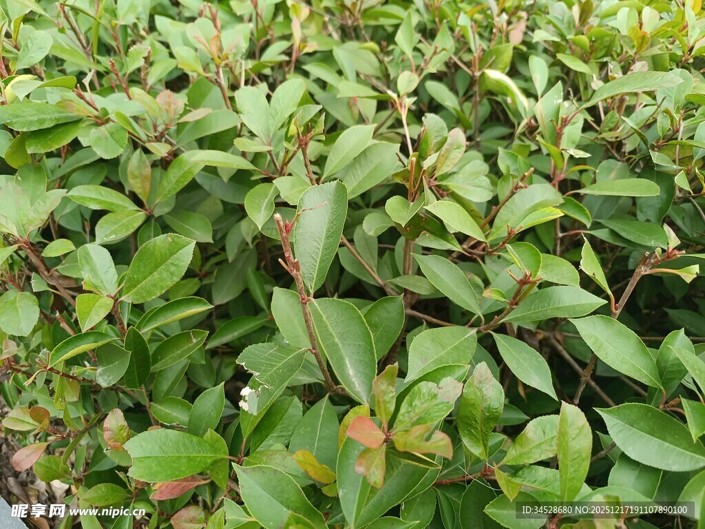 茂密绿叶植物景观