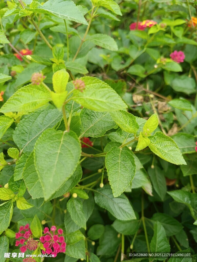 绿叶丛中点点红