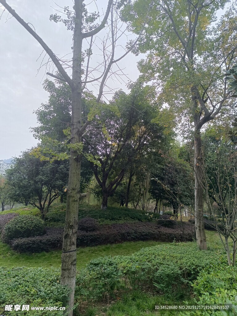 绿意盎然的园林景观