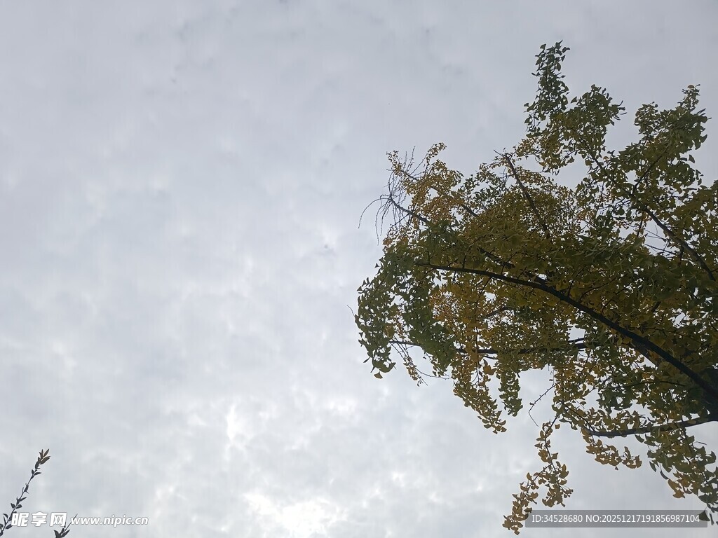 仰视天空中的葱郁树木