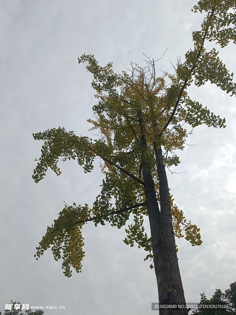 高大银杏树 