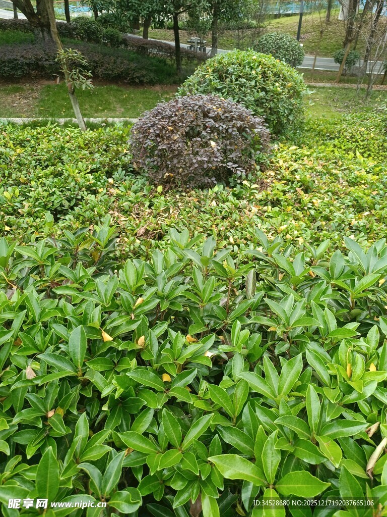 绿意盎然的园林植物景观