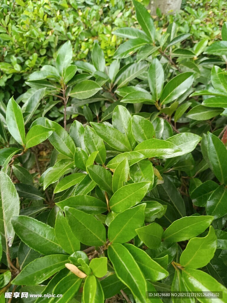 翠绿繁茂的绿植景观