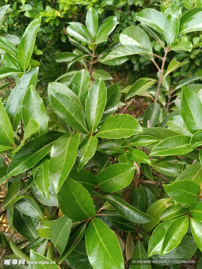 翠绿繁茂的叶片植物