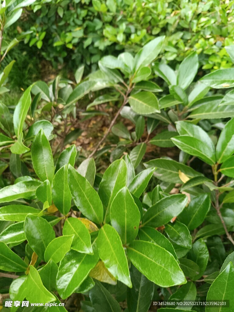 翠绿繁茂的植物景观
