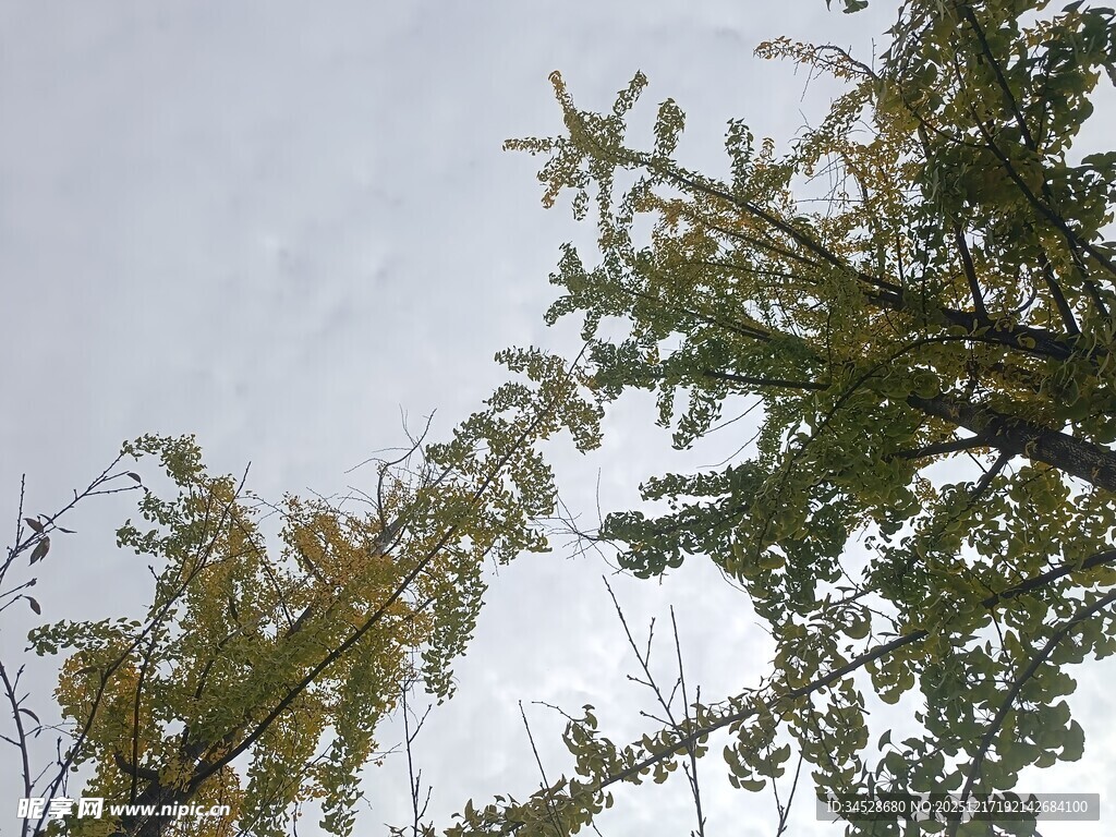 仰视视角下的繁茂树木