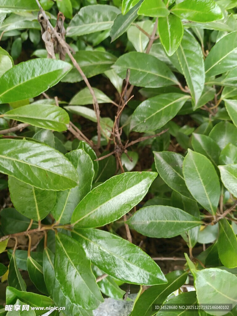 翠绿繁茂的叶片植物