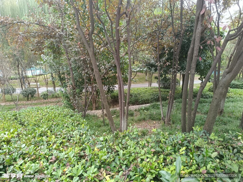 林间绿植景观