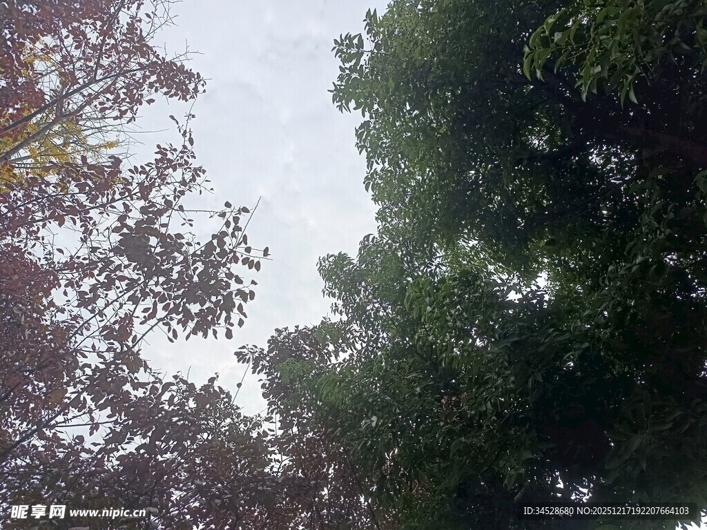 仰视繁茂树木的天空景象