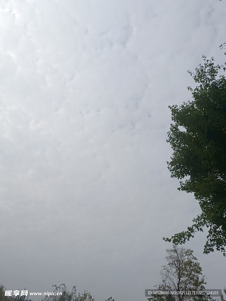 阴天中的树木与天空