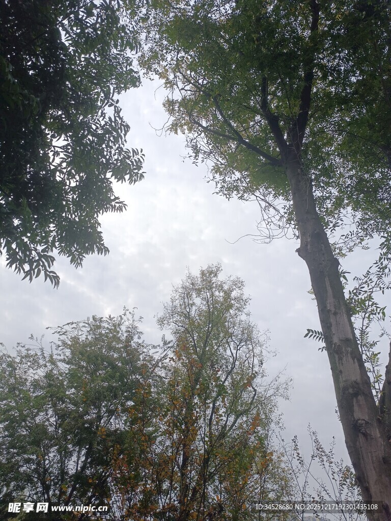 仰视视角下的繁茂树林