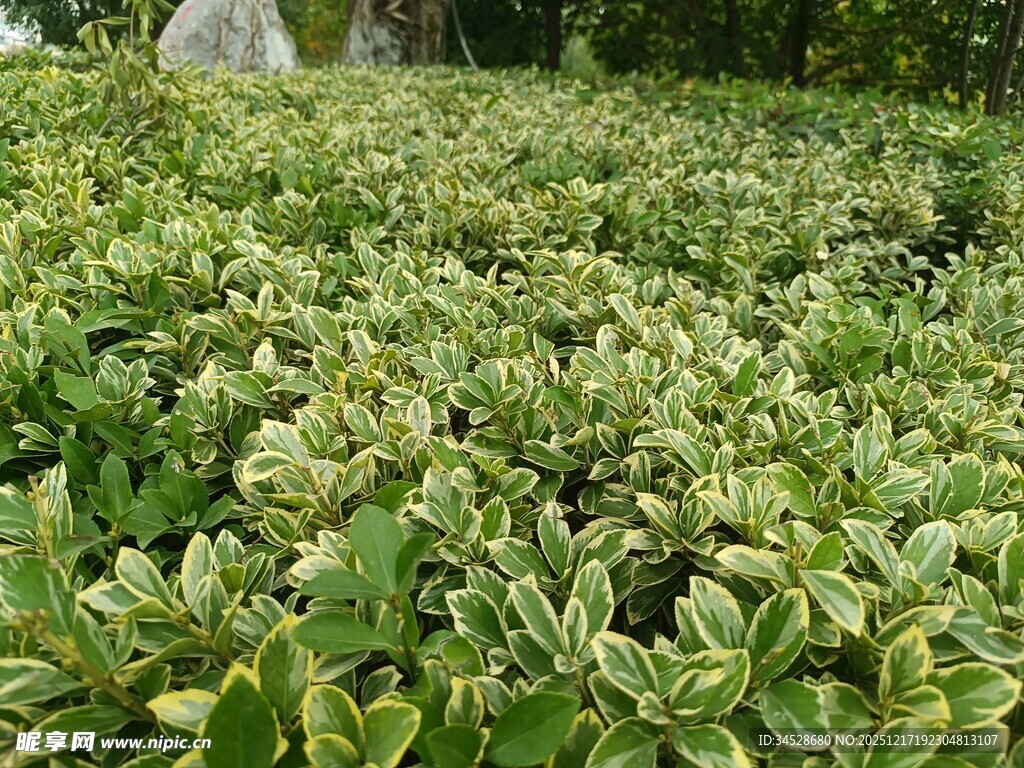 绿叶繁茂的植物景观