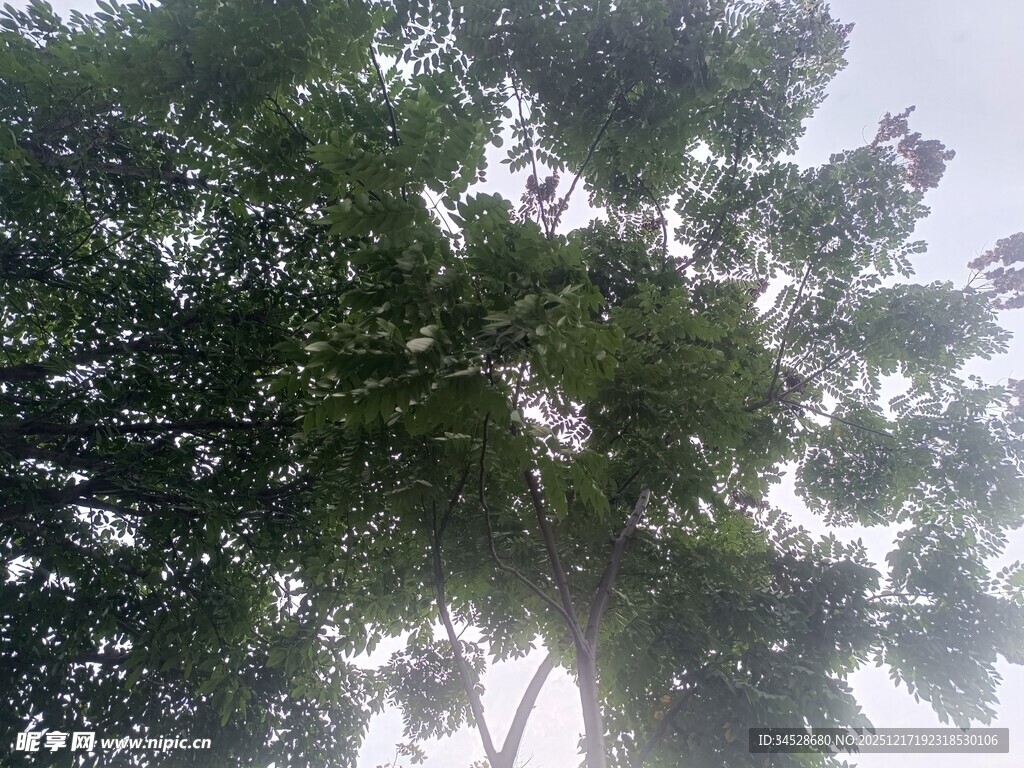 仰视繁茂绿树树冠