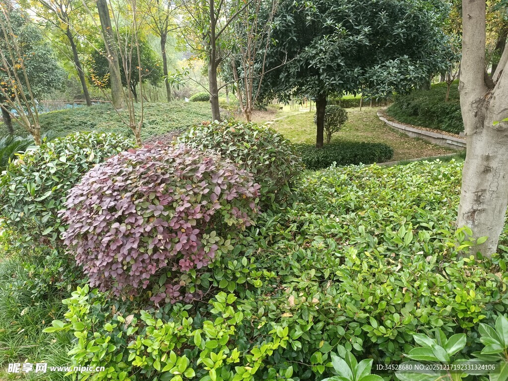 园林绿植景观