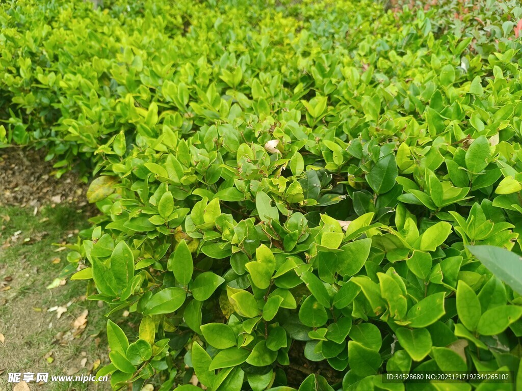 翠绿茂盛的植物景观
