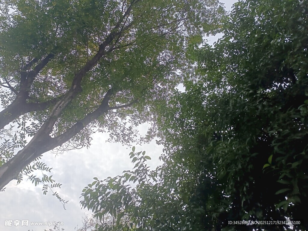 仰视茂密树冠