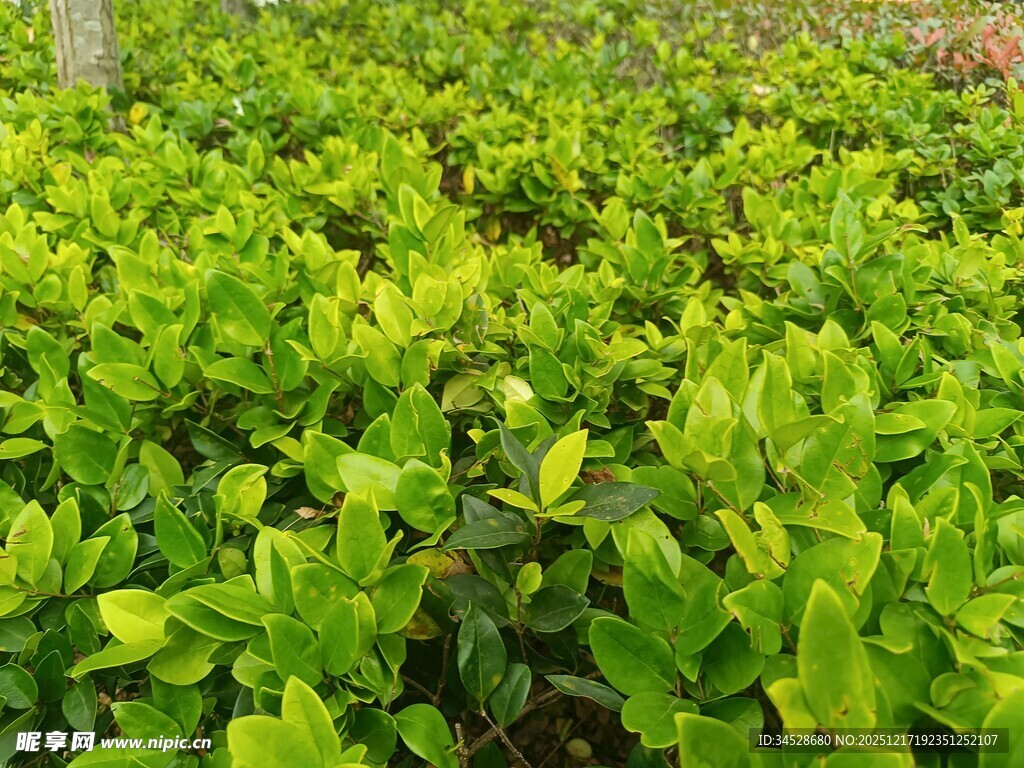 翠绿繁茂的绿植景观