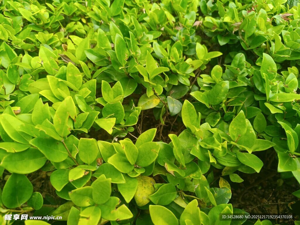 嫩绿叶片的生机植物景观