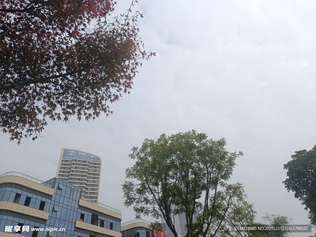 城市中的建筑与树木景观