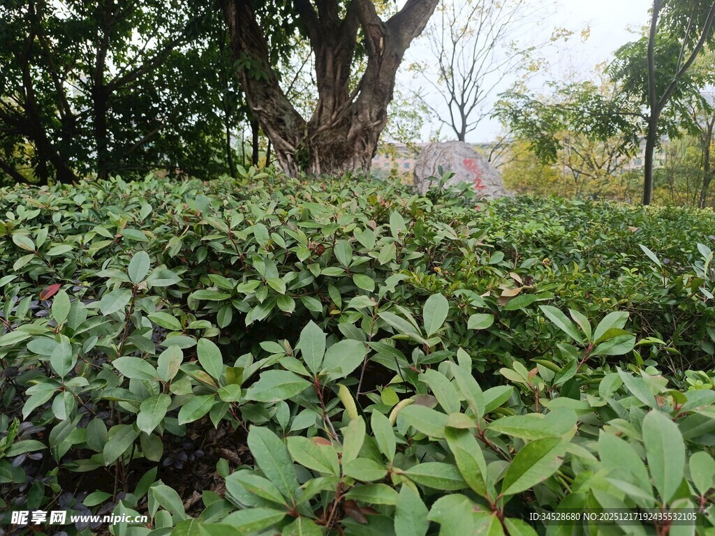 繁茂绿植环绕的大树